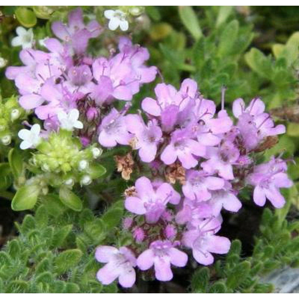 Classy Groundcovers Pink Chintz Creeping Thyme {25 Pots
