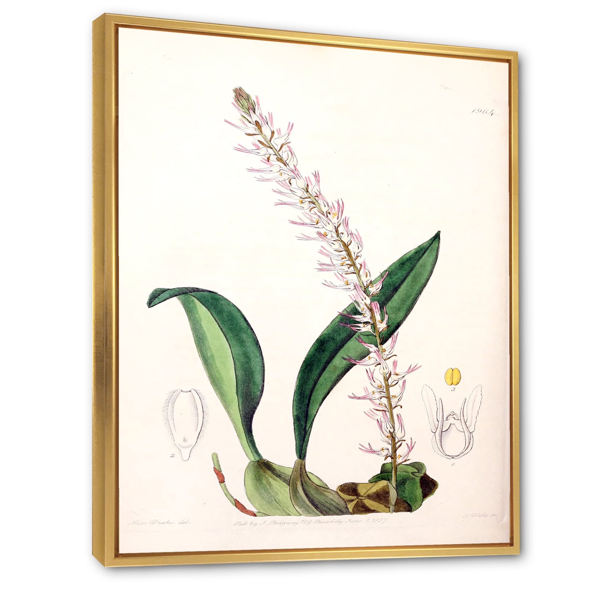 Designart 'Ancient London Plants V' Traditional Framed Canvas Wall Art Print
