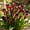 B, variant on Calla Lily For Planting-Premium Garden Stakes-Home Decoration-Bloom Year After Year-(Non-Artificial)