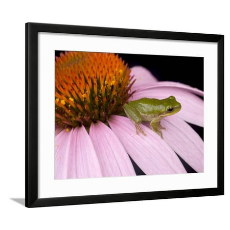 Squirrel Tree Frog (Hyla Squirella) on Echinacea Flower, Central Florida Backyard, Usa Framed Print Wall Art By Maresa (Best Endocrinologist In Central Florida)