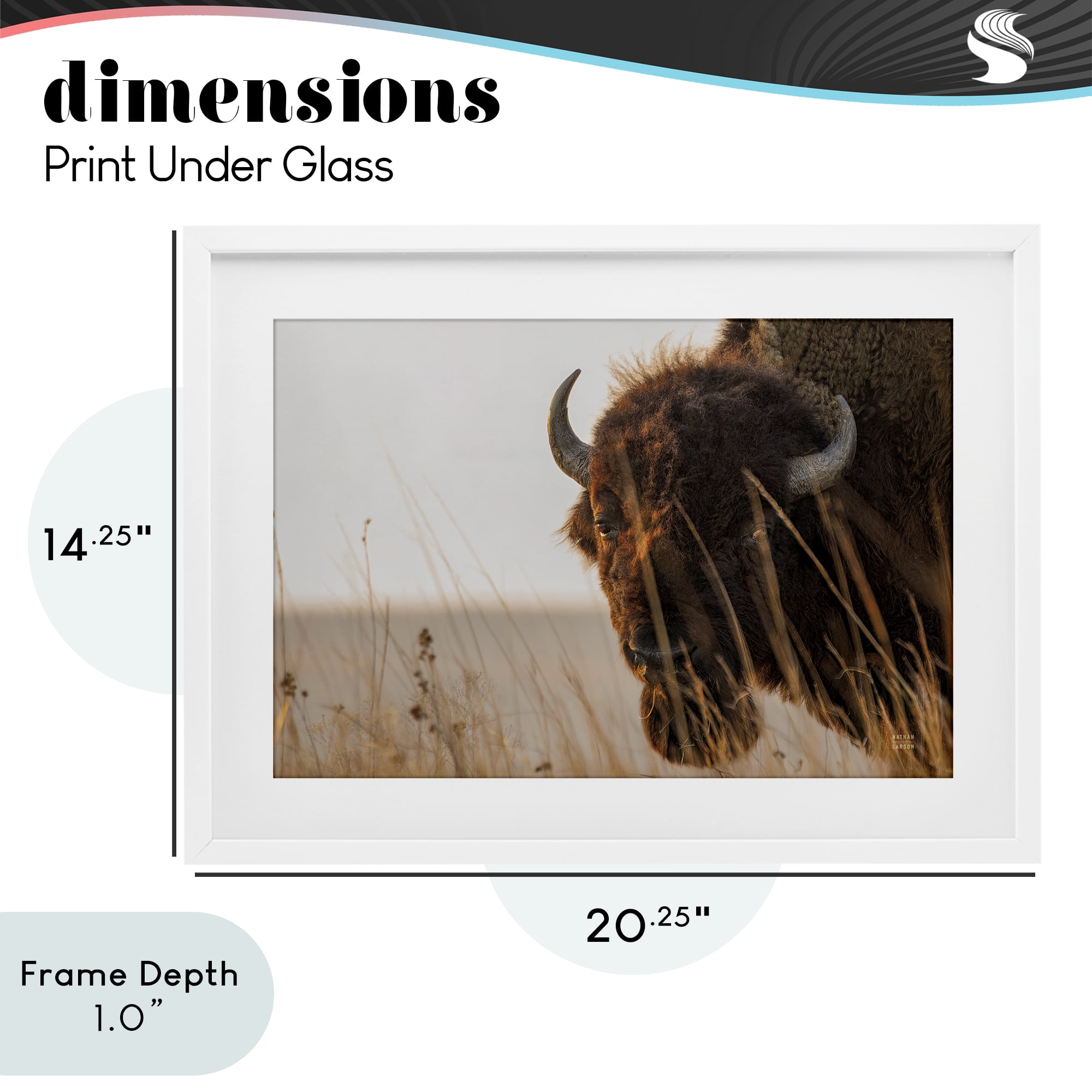 Stupell Industries Bison Sunset on Golden Prairie White Framed Print Under Glass, design by Nathan Larson