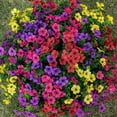 thumbnail image 5 of ZZ 20 Bundles Artificial Fake Flowers for Outdoor Faux Eucalyptus Flowers for Home Decoration, 5 of 6
