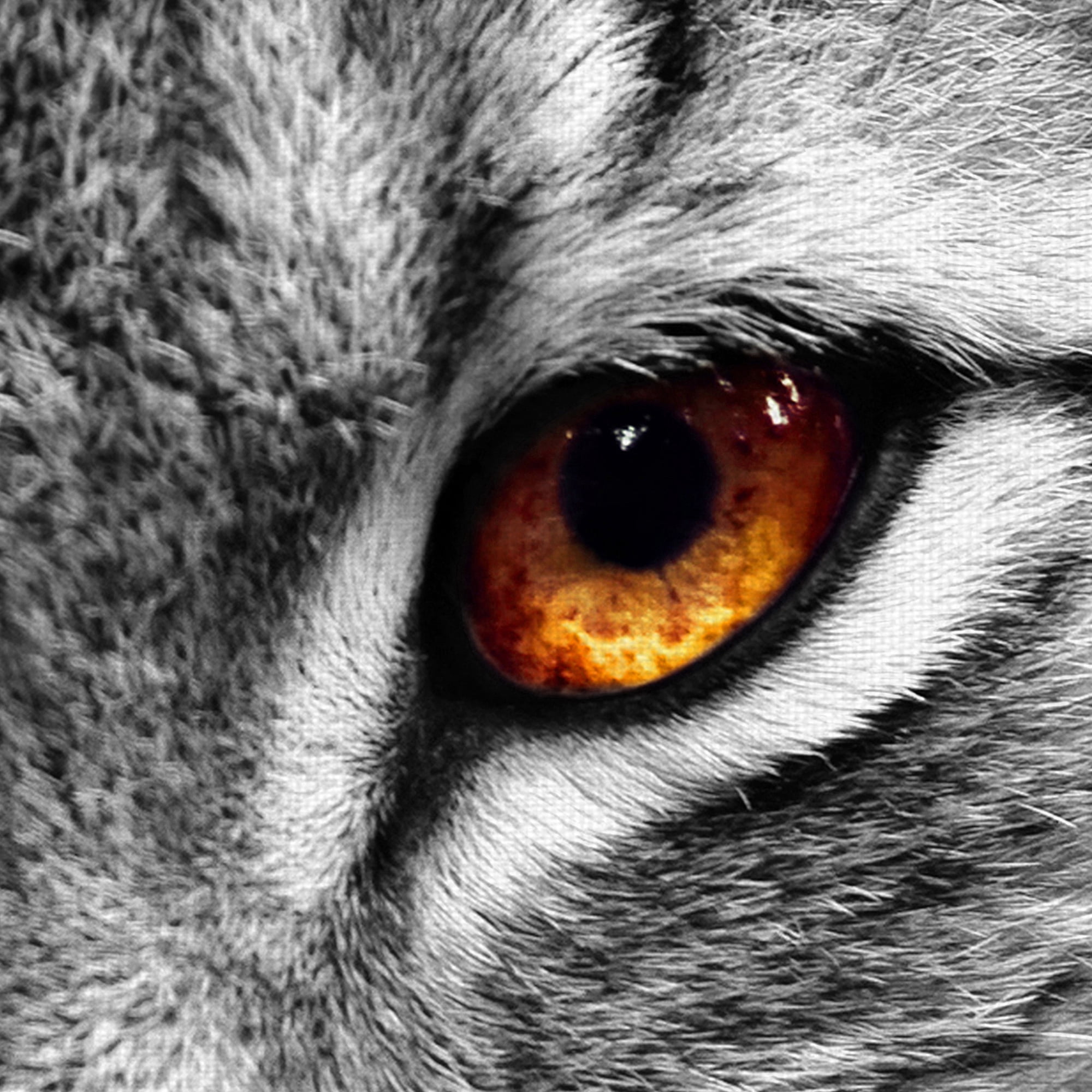 Masterpiece Art Gallery Lynx Eyes by PhotoINC Studio Canvas Photo Art Print 12" x 36"