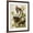 Brown Frame, variant on Art.com Carolina Turtledove. Mourning Dove, (Zenaida Macroura), Plate Xvii, from 'The Birds of America' Giclee Print by John James Audubon, 24" x 32"