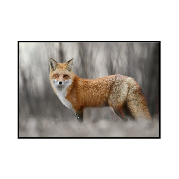 Red Fox - Lantern Press Photography (36x24 Framed Gallery Wrapped Stretched Canvas)