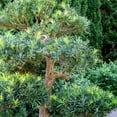 thumbnail image 4 of Perfect Plants Podocarpus Pringles 7 Gallon, 4 of 8