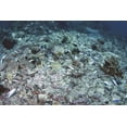 thumbnail image 2 of Shimlock, Jones 32x23 Gold Ornate Wood Framed with Double Matting Museum Art Print Titled - Indonesia, Papua, Fam, Penemu Islands Dead Reefs, 2 of 4