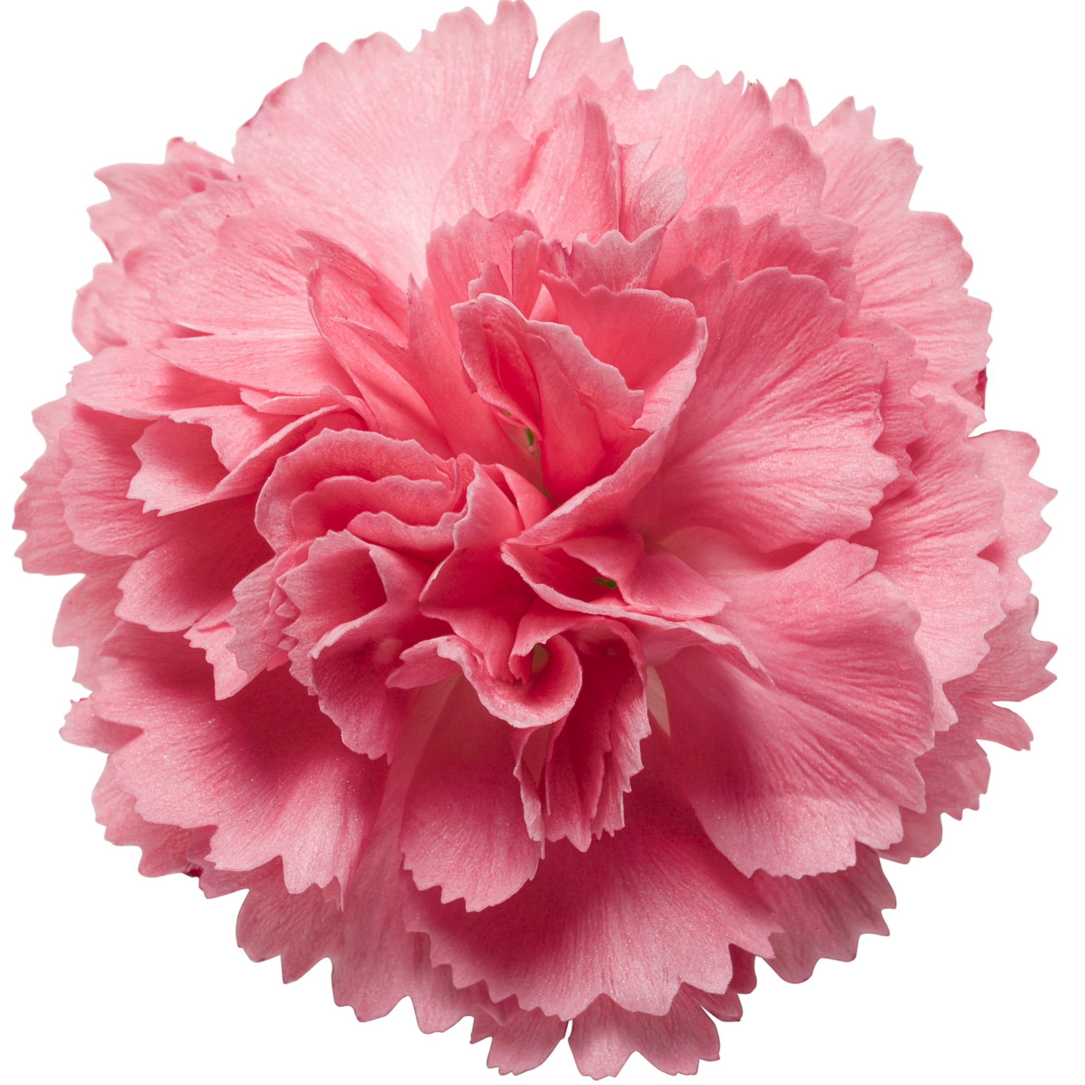 Proven Winners 6" Pink Fruit Punch 'Classic Coral' Pinks Live Plant in 6.5" Pot