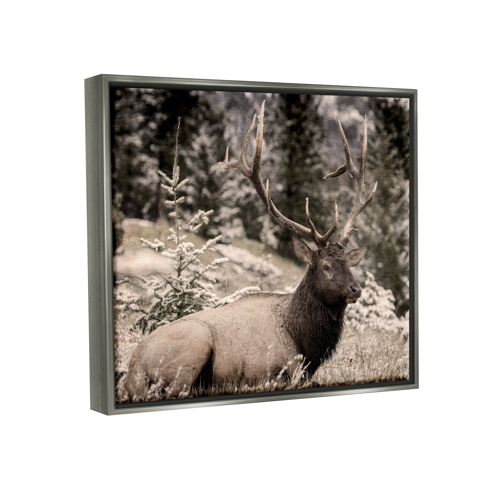 Stupell Industries Elk in Nature Photography Animals & Insects Photography Gray Floater Framed Canvas Art Print Wall Art, 31 x 25