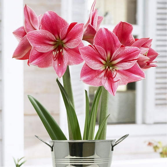 Van Zyverden Amaryllis Kit Gervase with Artisan Decorative Planter Rose Pink Set of 1 Bulb Part Sun