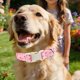 thumbnail image 5 of Collar de perro DOGWONG rosa primavera-verano para perros de talla XL, 5 of 6