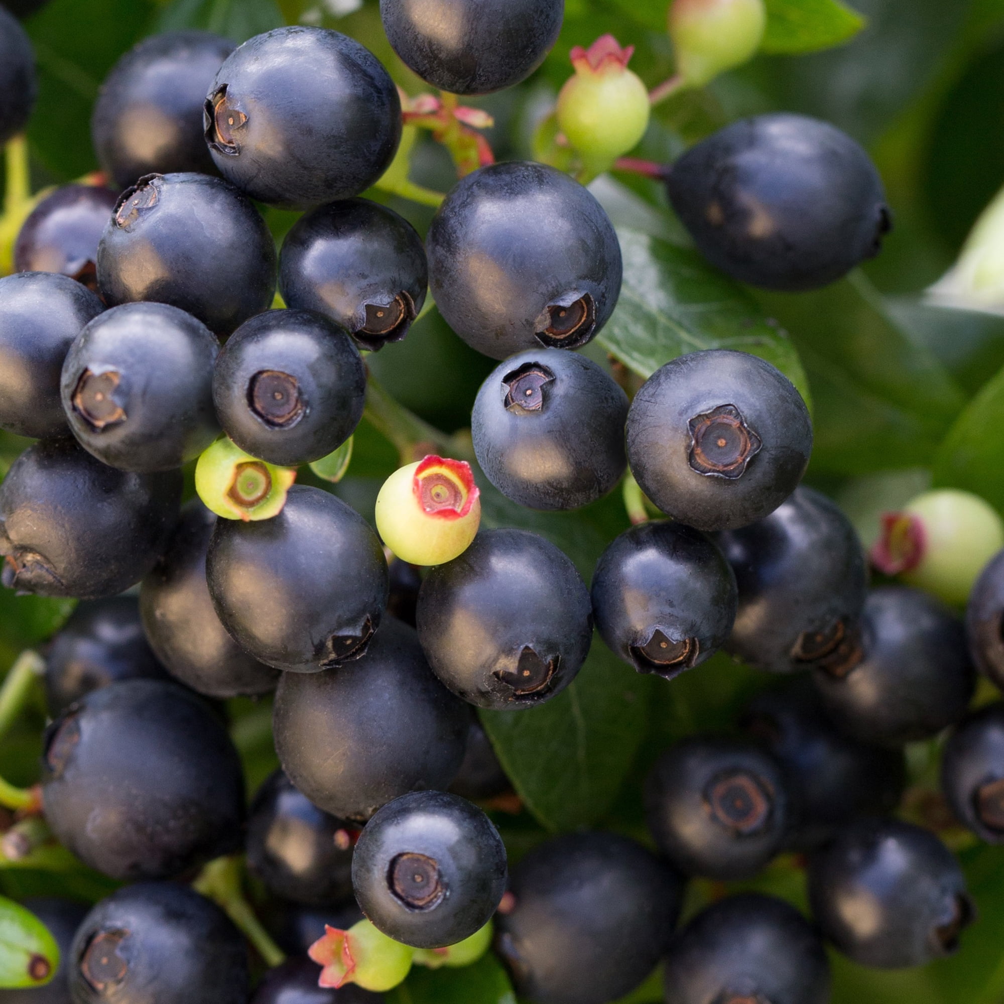 Bushel & Berry Blueberry Berrybux Live Shrub in 2-Gallon Grower Pot