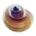 thumbnail image 3 of Reynolds, Richard 20x20 Black Modern Framed Museum Art Print Titled - Pearl Turban Shell 1, 3 of 5