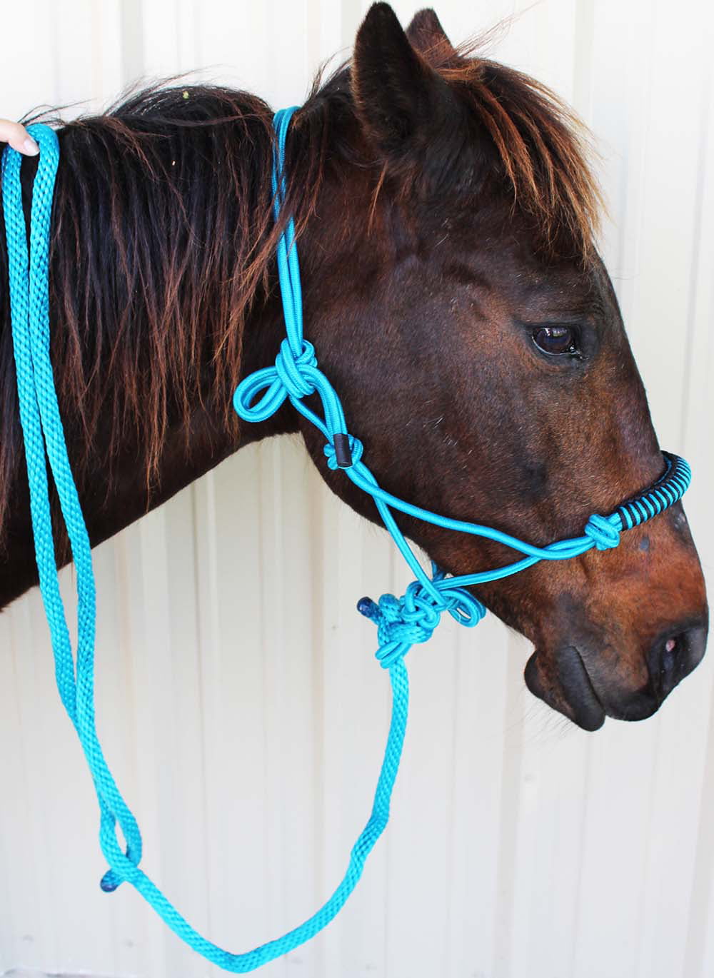 TEAL Full Size Adjustable Nylon Halter w/ 7' Braided Cotton Lead NEW HORSE TACK 