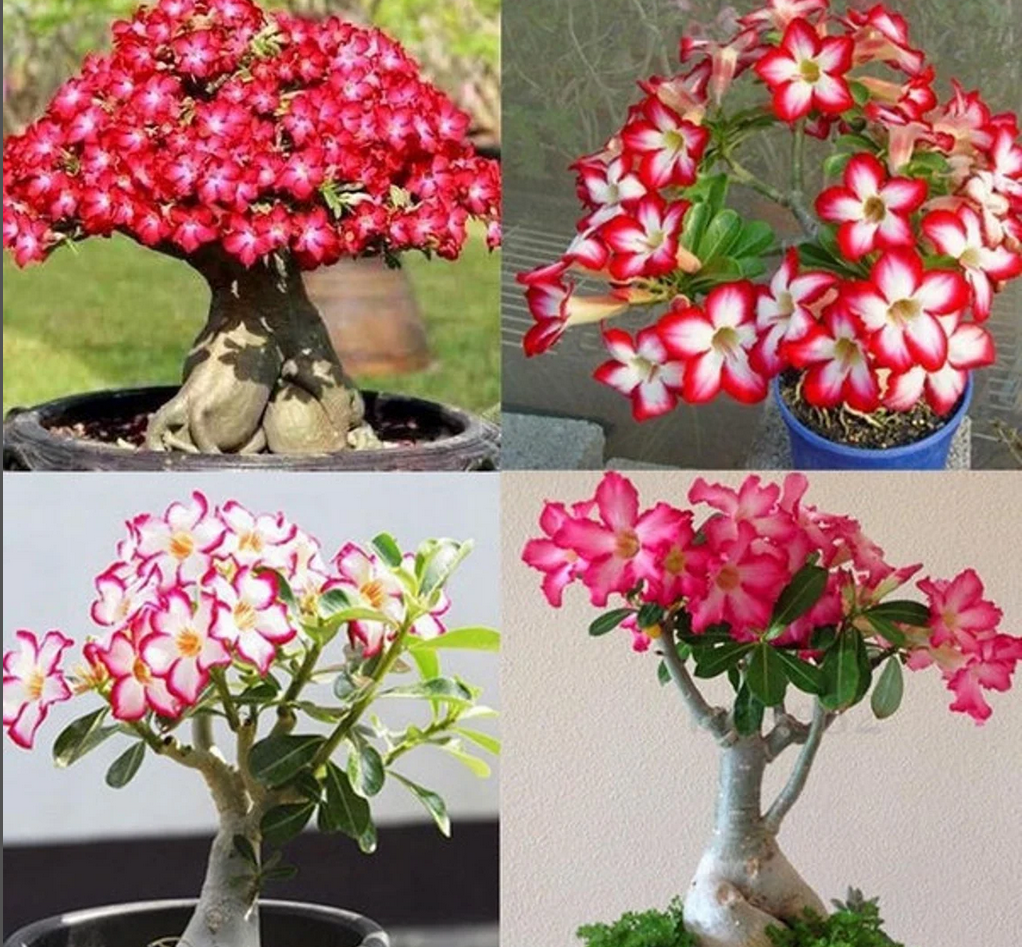 Bundle of 3 Adenium Obesum/Desert Rose Plants. 2-4 inch height. Fast ...