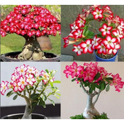 Bundle of 3 Adenium Obesum/Desert Rose Plants. 2-4 inch height. Fast Shipping Time. Grown in the USA
