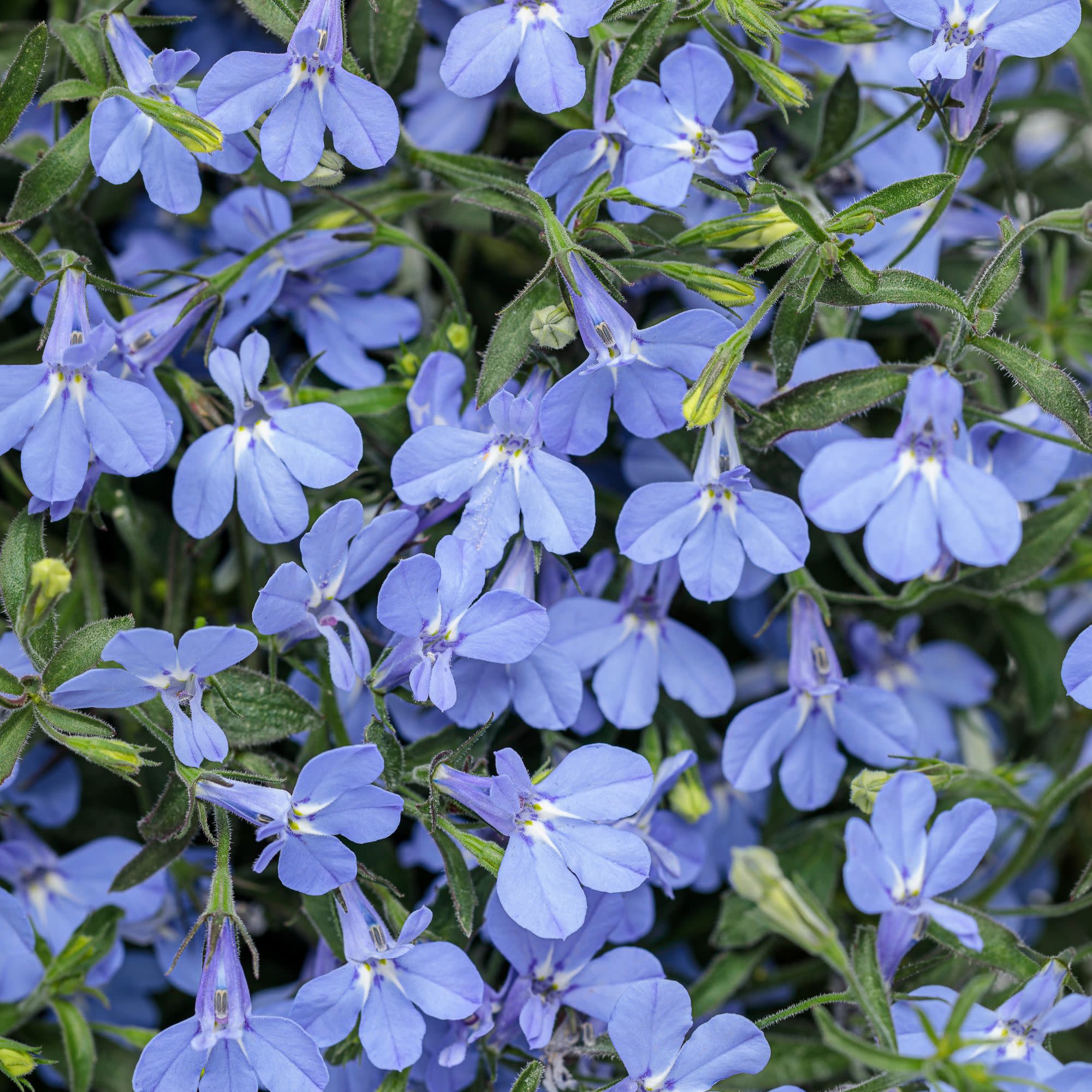 Proven Winners 4" Laguna Sky Blue Lobelia Live Plant in 4.25" Pot (4 Count)