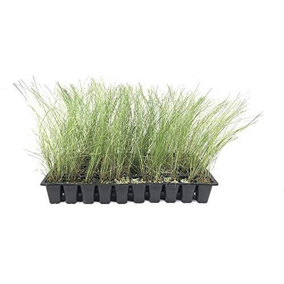 Pink Muhly Grass - 40 Live Plants - Muhlenbergia Capillaris - Hairawn Muhly - Beautiful Blooming Low Maintenance Ornamental Foliage