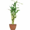 Brussel's Lucky Bamboo 7 Stalk Curly - Small - (Indoor)