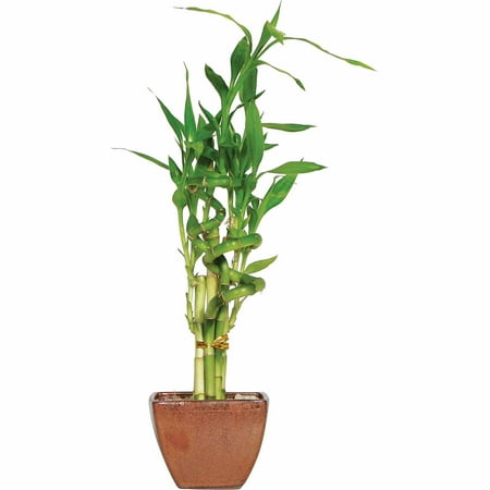 Brussel S Lucky Bamboo 7 Stalk Curly Small Indoor