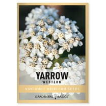 Western Yarrow Seeds