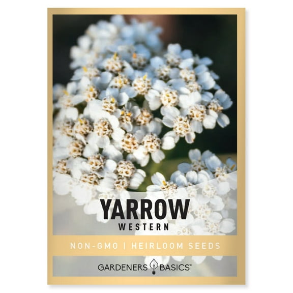 Western Yarrow Seeds