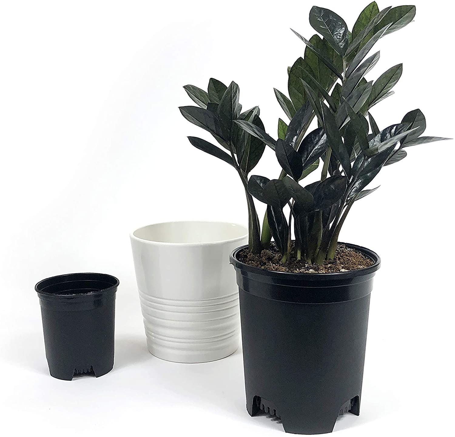 Plastic Plant Pots Nursery Gardening Planters 10 Pack 4 to 7.5 Inch Small Medium Plants 0.25 0.35 0.5 1 1.5 Gallon for Indoor and Outdoor Plants