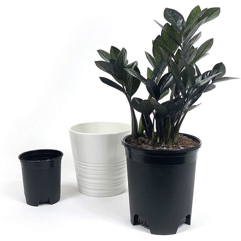 Plastic Plant Pots Nursery Gardening Planters 10 Pack 4 to 7.5 Inch Small Medium Plants 0.25 0.35 0.5 1 1.5 Gallon for Indoor and Outdoor Plants