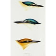 thumbnail image 2 of Gould, John 17x24 Black Ornate Wood Framed with Double Matting Museum Art Print Titled - Sacred kingfisher-Collared kingfisher and Guam kingfisher, 2 of 4