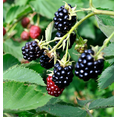 thumbnail image 5 of Set 2 Chester Blackberry Plants Live for Planting, Blackberries Plants Fruit Bushes Outdoor Garden 4 to 6 Inch Tall, 5 of 6