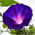 thumbnail image 4 of TomorrowSeeds - Morning Glory Tall Mix Seeds - 1500+ Count - For 2026 Planting Ipomoea Purpurea, 4 of 10