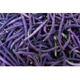 thumbnail image 3 of HIGHGW 100+ Ultimate Bush Bean Seed Collection #1-5 Varieties-Mix Seeds- Heirloom, 3 of 6
