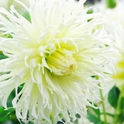 Tsuki-Yori-No-Shisha Dahlia Flower Bulbs - 3 Tubers Per Pack