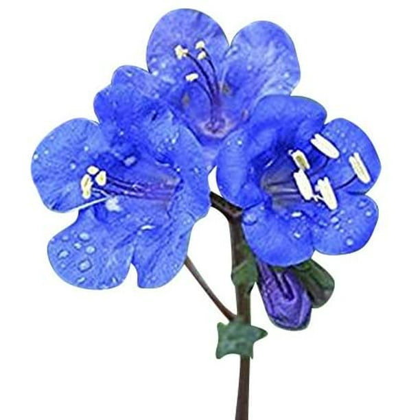 3 000 California Bluebells Wildflower Seeds California Native Wildflower Nemophila Menziesii Seed Walmart Com 3 000 California Bluebells Wildflower Seeds California Native Wildflower Nemophila Menziesii Seed Walmart Com