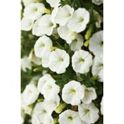 Angle View: 8-Pack, 4.25 in. Grande Superbells White (Calibrachoa) Live Plants, White Flowers