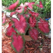 Blue Buddha Farm: Blaze Caladium (2 Bulbs) - Easy to Grow Indoor or Outdoor Perennial Plant