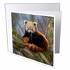 3dRose Red Panda bear, Himalayas, Asia - NA02 AMR0008 - Andres Morya Hinojosa - Greeting Card, 6 by 6-inch