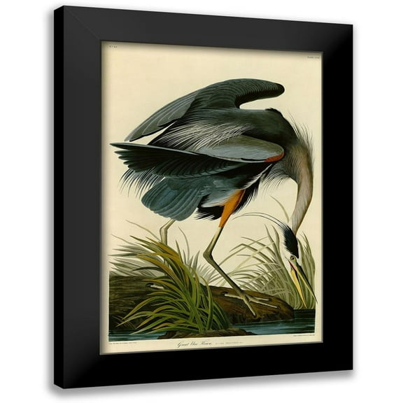 Audubon, John James 11x14 Black Modern Framed Museum Art Print Titled - The Great Blue Heron