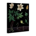 thumbnail image 2 of Stupell Industries Victorian Sprouting Wildflower Illustrations Canvas Art, 16 x 20, by Vintage Hustle, 2 of 8