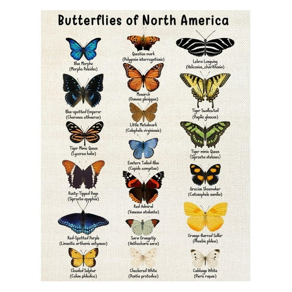 Vintage Butterfly Poster for Homeschool, Classroom, Nursery, or Playroom Decor