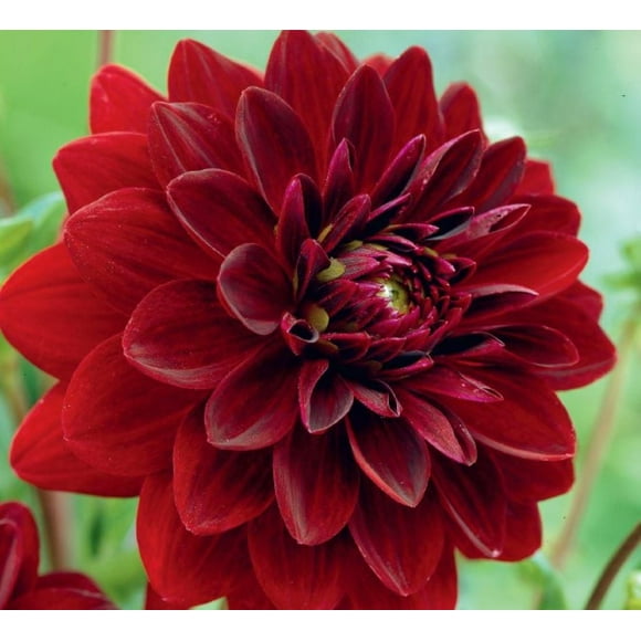 Dahlia Arabian Night