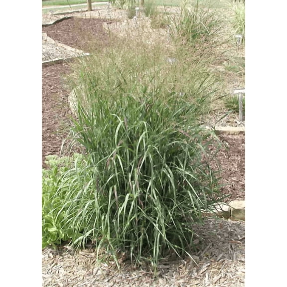 2  Shenandoah switch grass in 3.5 inch container
