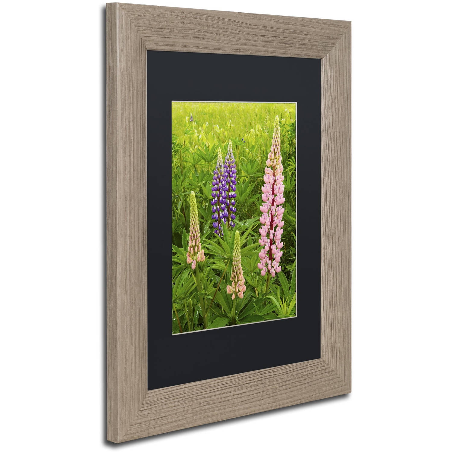 Trademark Fine Art "Lupine Family" Canvas Art by Michael Blanchette Photography Black Matte, Birch Frame