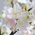 thumbnail image 5 of LYCAQL 4 Pcs White Cherry Blossom Flowers Artificial Flower, Flowers Floral Stems, Silk Flowers Tree Branches for Tall Vases Wedding Home Decor, 39 Inchs, 5 of 8