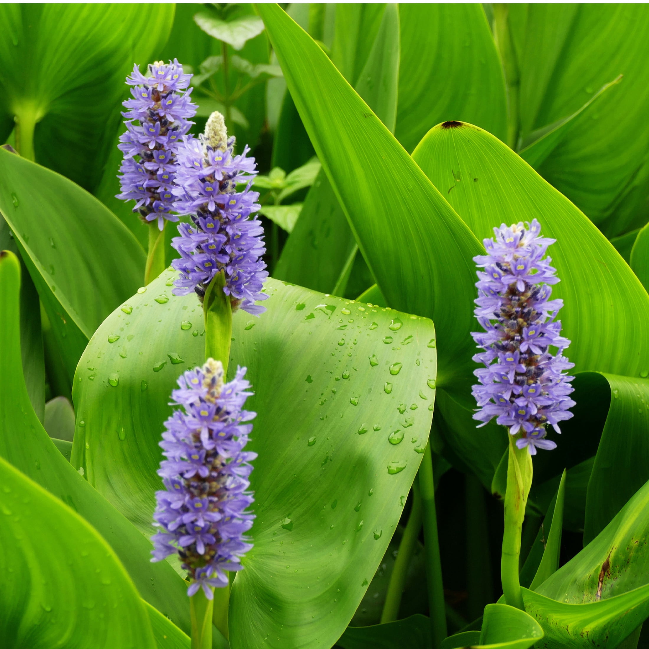 AquaMeadow Blue Pickerel Rush Potted Reg 3ct