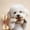 Brown-L/L, variant on Beef Flavor Dog Chew Toy Tough Nylon Dental Bones Aggressive Chewers Teeth Cleaning Freshen Breath