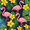 Flamingo Pattern, variant on Yayeee Napkin Holder for Table Kitchen Paper Tissue Organization, Orange Fruit