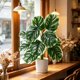 thumbnail image 4 of Artificial Monstera Deliciosa Bonsai Indoor Artificial Plants Desktop Ornament Suitable For Home Decoration In Living Rooms Offices And Bedrooms, 4 of 6