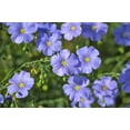 thumbnail image 2 of Seedville 100 Blue Flax Flower Seed Attracts Bees, Birds, Butterflies, 2 of 11