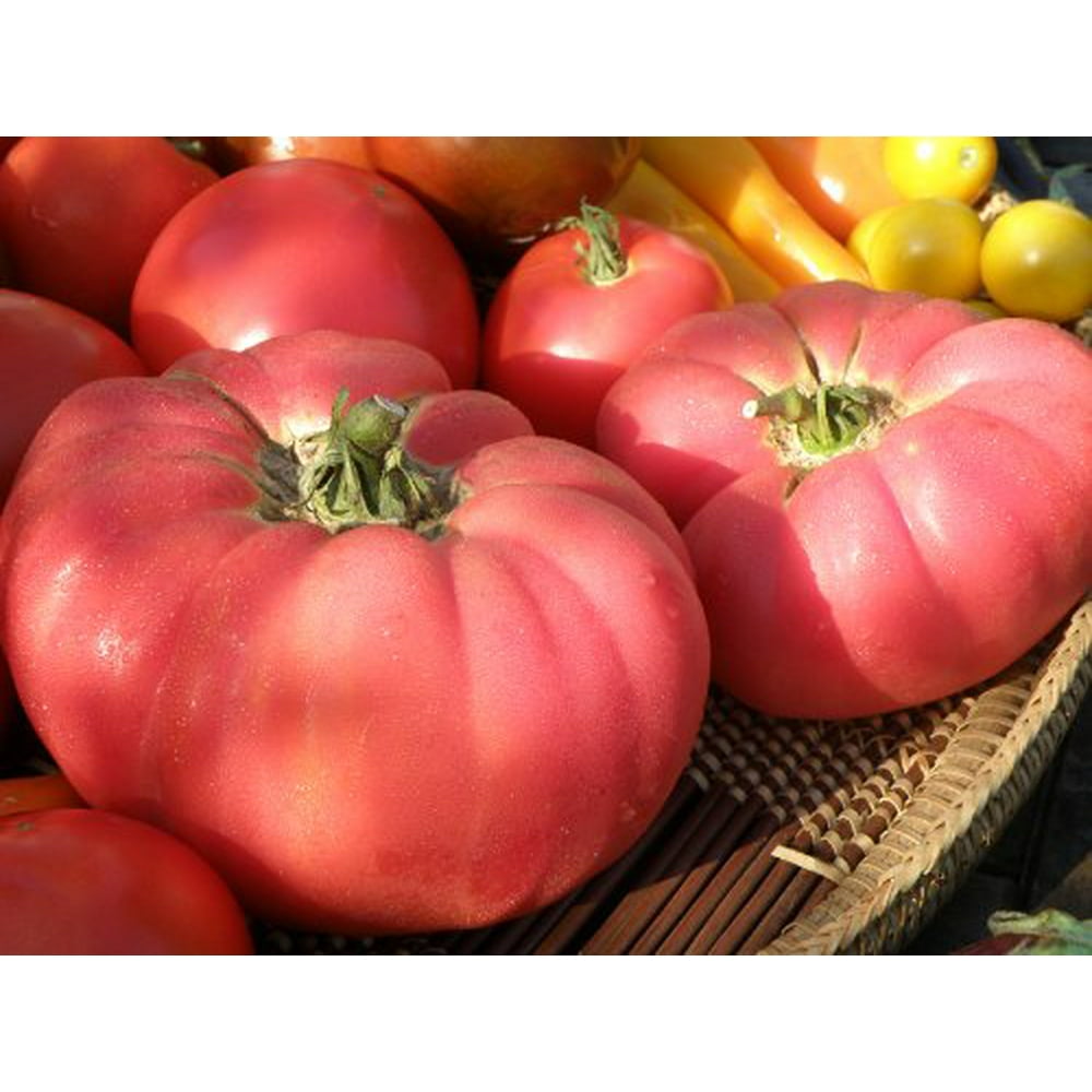 Brandywine Pink Tomato Plant Two (2) Live Plants Not